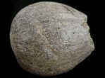 Cretaceous Palm Fruit Fossil - Hell Creek Formation #34513-1